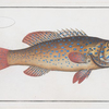 Bodianus maculatus, The maculated Bodian.