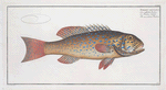 Bodianus maculatus, The maculated Bodian.
