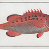 Bodianus apua, The Apue.