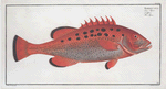 Bodianus apua, The Apue.