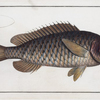 Bodinus [Bodianus] macrolepidotus, The great-scaled Bodian.