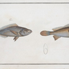 1. Bodianus stellifer, The starry Bodian; 2. Bodianus Argenteus, The Silver Bodian.