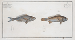 1. Bodianus stellifer, The starry Bodian; 2. Bodianus Argenteus, The Silver Bodian.