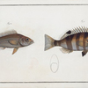 1. Hoocentrus striatus, The streaked Holocentre; 2. Holocentrus Argentinus, The Silver-Holocentre.