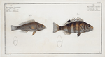 1. Hoocentrus striatus, The streaked Holocentre; 2. Holocentrus Argentinus, The Silver-Holocentre.
