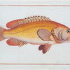 Holocentrus auratus.