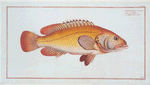 Holocentrus auratus.
