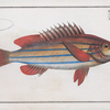 Holocentrus quinquelineatus, The five-striped Holocentre.