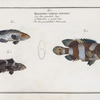 1. Holocentrus lanceolatus, The Lancet; 2. Holocentrus coeruleo-punctatus, The blue punctulated Holocentre; 3. Holocentrus maculatus, The spotted Holocentre.