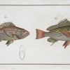 1. Lutjanus Hasta; 2. Holocentrus bengalensis.