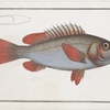 Lutjanus erythropterus, The Red-fin.