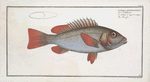 Lutjanus erythropterus, The Red-fin.