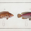 1. Lutianus videns, The Double-tooth; 2. Lutianus notatus, The spotted Lutian.