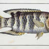 Sparus Fasciatus, The streaked Gilt-head.