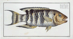 Sparus Fasciatus, The streaked Gilt-head.