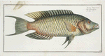 Sparus Chlorourus.