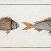 1. Sparus Cuning, The Cuning; 2.  Sparus vittatus, The striped Gilt-head.