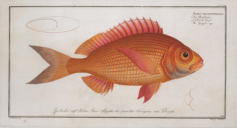Sparus macrophthalmus, The Goggle-eye. - NYPL Digital Collections