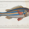 Sparus vittatus, The blue-striped Gilt-head.