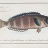 Labrus lunaris, The lunulated Wrasse.