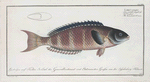 Labrus lunaris, The lunulated Wrasse.