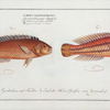 1. Labrus bivittatus, The double-Striped Wrasse; 2. Labrus macrolepidotus, The great-Scaled Wrasse.