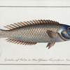 Labrus cyanocephalus, The Blue-head.