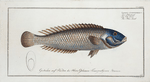 Labrus cyanocephalus, The Blue-head.