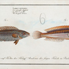 1. Labrus Julis, The Rainbow-fish; 2. Labrus Guttatus, The dropped Wrasse.