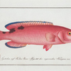 Labrus carneus, The red Wrasse.