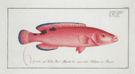 Labrus carneus, The red Wrasse.