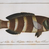 Labrus fasciatus, The streaked Wrasse.