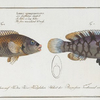 1. Labrus tesselatus, The wainscotted Wrasse; 2. Labrus quinquemaculatus,The five maculated Wrasse.