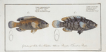 1. Labrus tesselatus, The wainscotted Wrasse; 2. Labrus quinquemaculatus,The five maculated Wrasse.