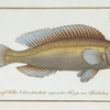 Labrus microlepidotus, The little scaled Wrasse.