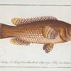 Labrus maculatus, The maculated Wrasse.