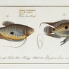 1. Labrus punctatus, The punctulated Wrasse; 2. Labrus trichonterus, The hair-finned Wrasse.