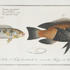 1.Labrus Melagaster, The Black-belly; 2. Labrus malapterus, The soft finned Wrasse.