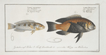 1.Labrus Melagaster, The Black-belly; 2. Labrus malapterus, The soft finned Wrasse.