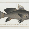 Sciaena nigra, The Black-Umber.