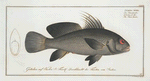 Sciaena nigra, The Black-Umber.