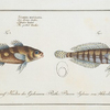 1.Sciaena cylindrica, The cylindric Umber; 2. Sciaena maculata, The spotted Umber.