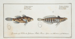 1.Sciaena cylindrica, The cylindric Umber; 2. Sciaena maculata, The spotted Umber.