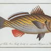 Sciaena cirrosa, The bearded Umber.