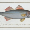 Sciaena Labrax, The Basse.