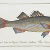 Sciaena diacantha, The two-spined Umber.