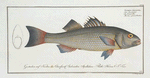 Sciaena diacantha, The two-spined Umber.