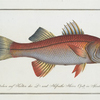 Sciaena undecimalis, The Eleven-ray.