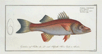 Sciaena undecimalis, The Eleven-ray.
