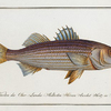 Sciaena lineata, The lineated Umber.